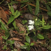 Habenaria plantaginea Lindl.